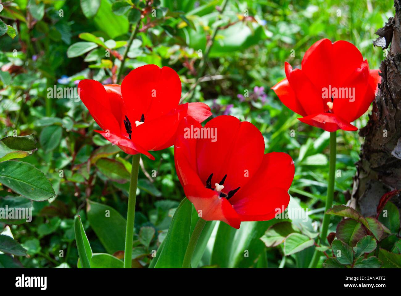 Vibranti fiori di tulipani rossi in piena fioritura, alti in un giardino illuminato dal sole. Foto Stock