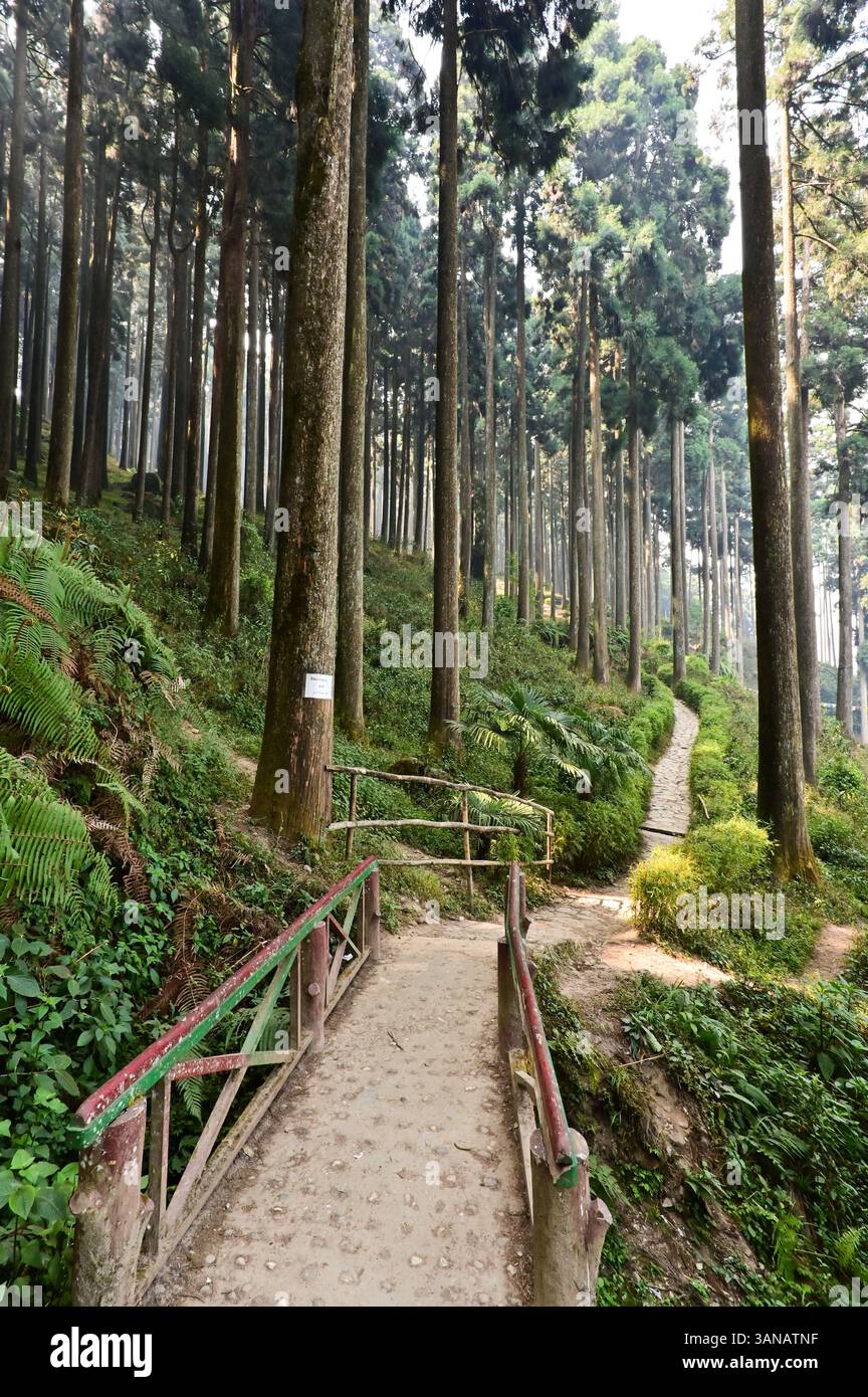 Lamahatta Eco Park. Foto Stock