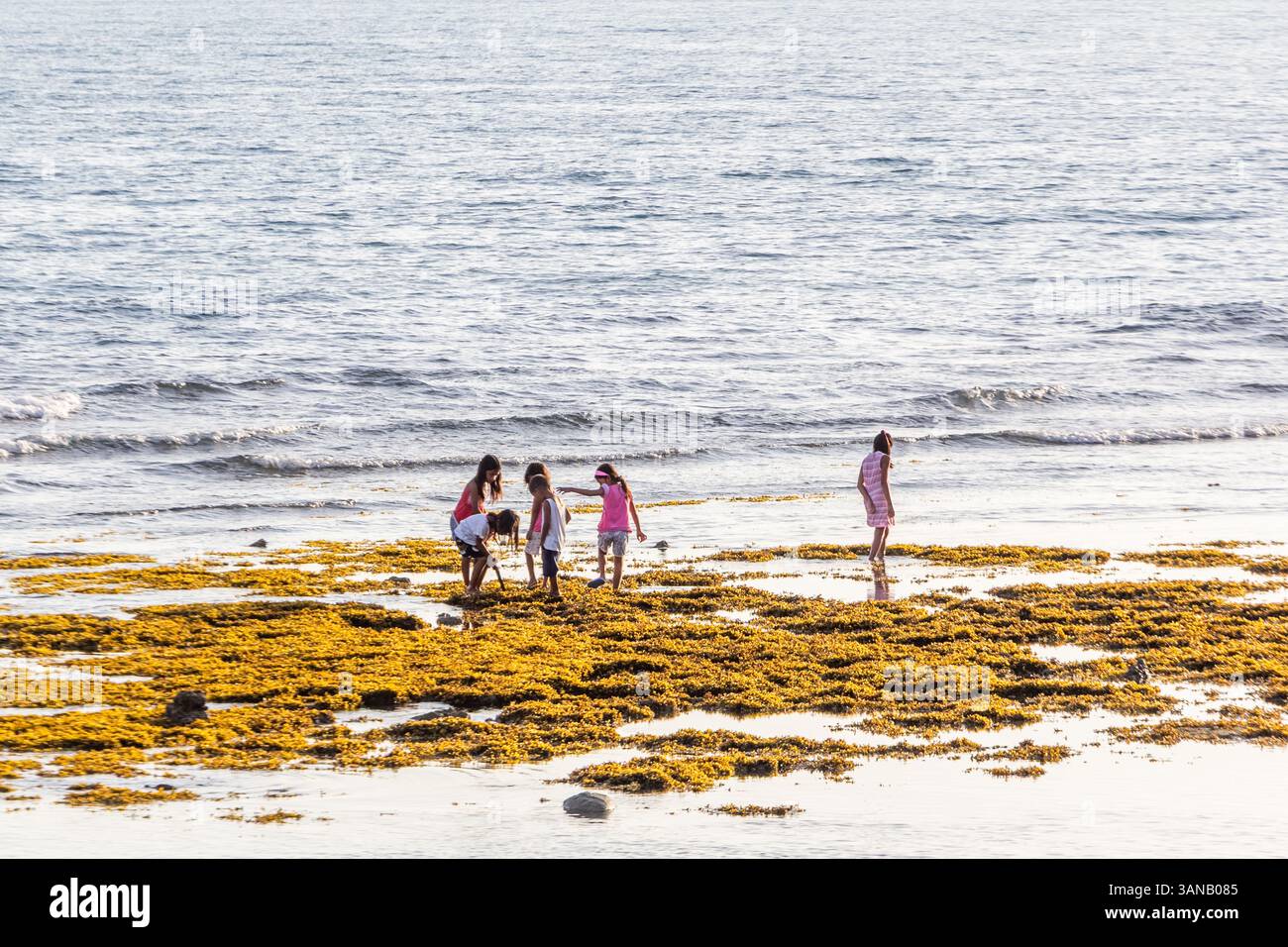 Persone che si nutrono per conchiglie e altri prodotti marini durante la bassa marea in una spiaggia a Bicol, Filippine Foto Stock Persone che si nutrono per conchiglie e altri prodotti marini durante la bassa marea in una spiaggia a Bicol, Filippine Foto Stock