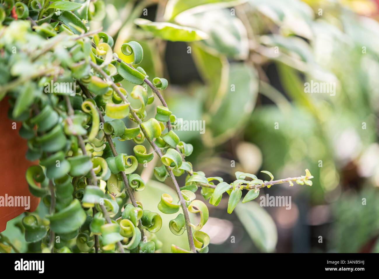 La felce in natura fa parte di un gruppo di piante vascolari (piante con xylem e phloem) che si riproducono attraverso spore e non hanno né semi né fiori, Foto Stock