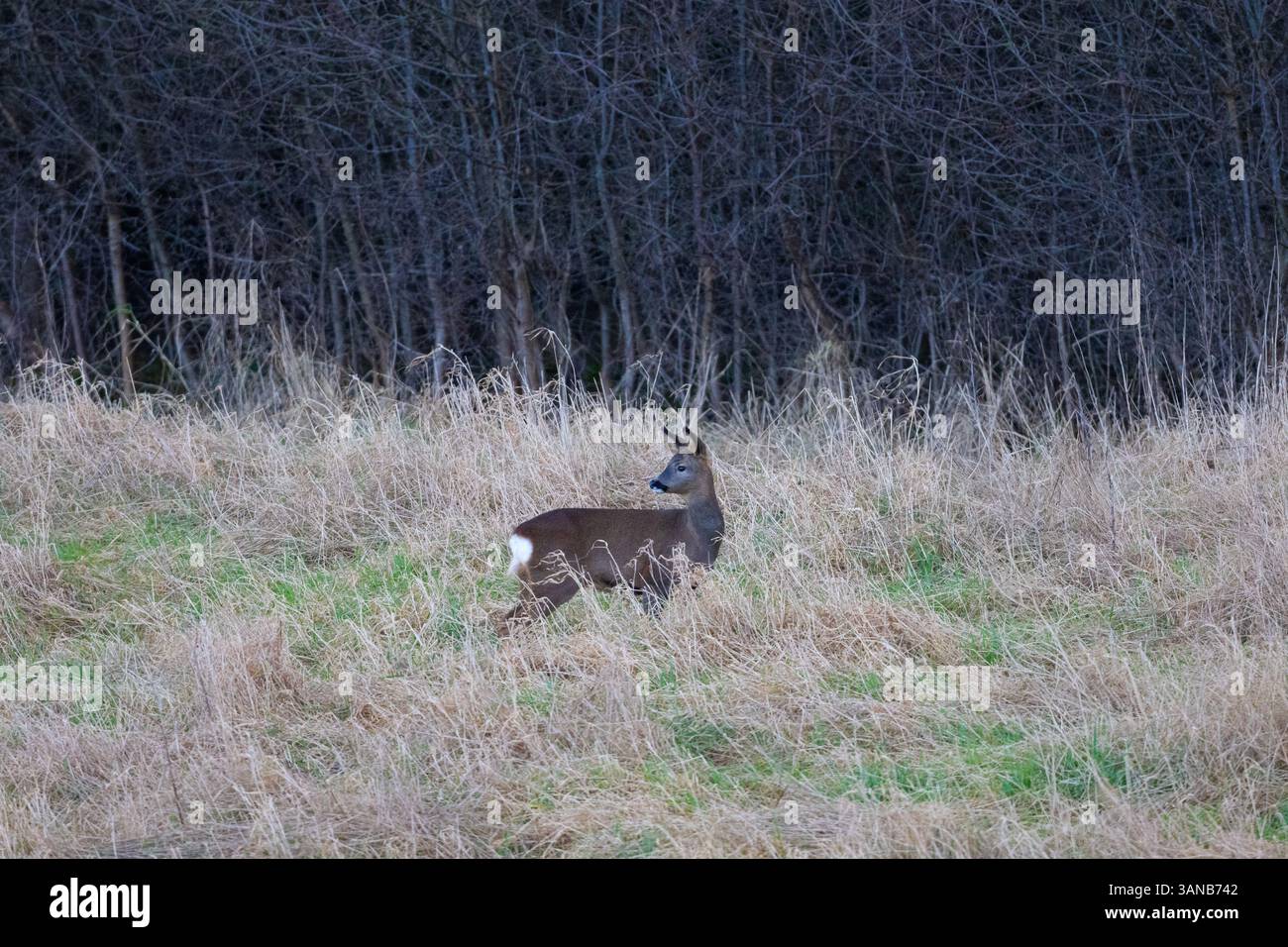 Roe Deer femmina che guarda e ascolta possibili predatori. Foto Stock