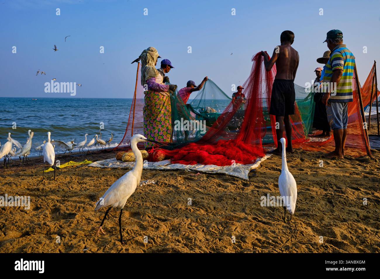 Sri Lanka, provincia occidentale, distretto di Gampaha, Negombo, villaggio di pescatori, ritorno dalla pesca, selezione di reti da pesca Foto Stock