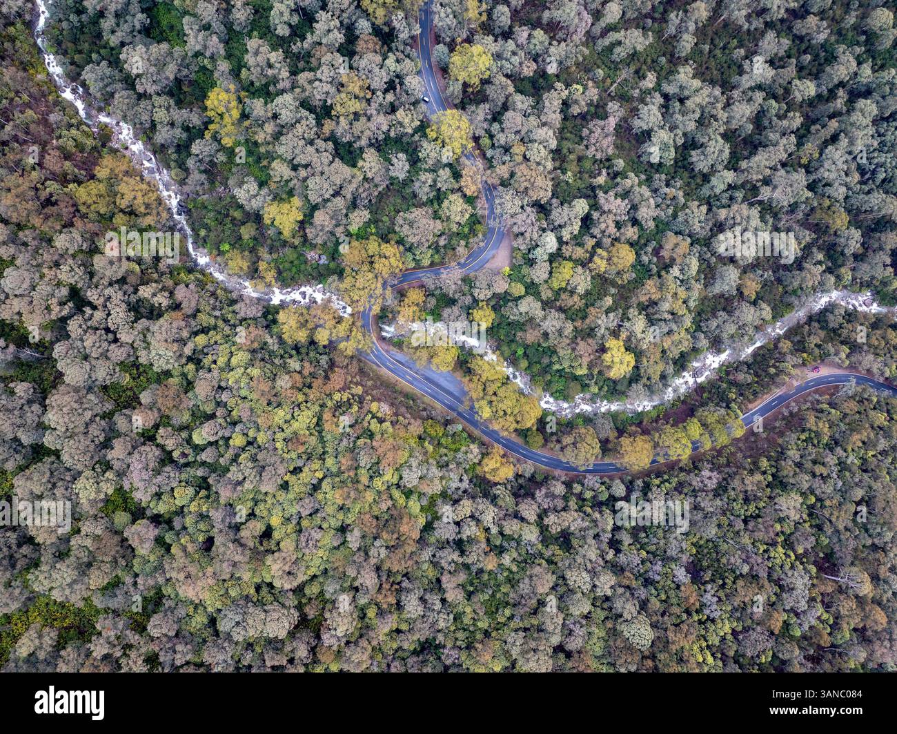 Vista aerea della fitta foresta lussureggiante e della strada tortuosa nella tranquilla natura selvaggia, Mount Buffalo, Australia. Foto Stock