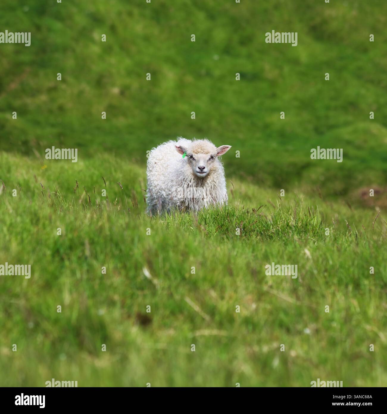 Pecore giovani che pascolano sulla costa delle isole Faroe. Verde paesaggio panoramico Foto Stock