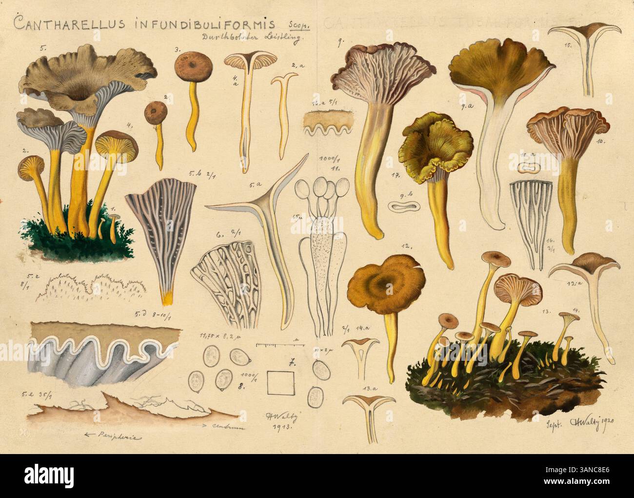 Pilz, Pilze, Trompetenpfifferling, Craterellus tubaeformis, Syn. Cantharellus infundibuliformis und Cantharellus tubaeformis, authentische Reproduktio Foto Stock