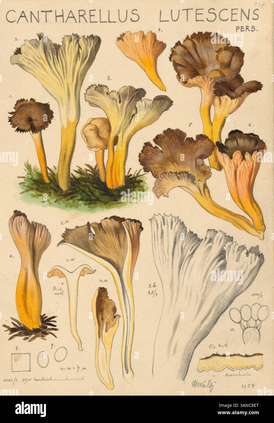 Pilz, Pilze, Starkriechende Trompetenpfifferling, Wohlduftende Pfifferling, Gelbe Kraterelle oder Duftende Gabeling, Craterellus lutescens, Syn. CAN Foto Stock