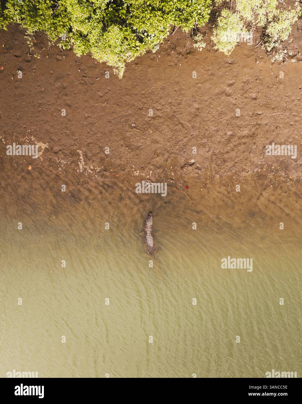 Vista aerea del ponte sul fiume Mowbray con un coccodrillo di acqua salata in un paesaggio sereno e verde, Mowbray, Queensland, Australia. Foto Stock
