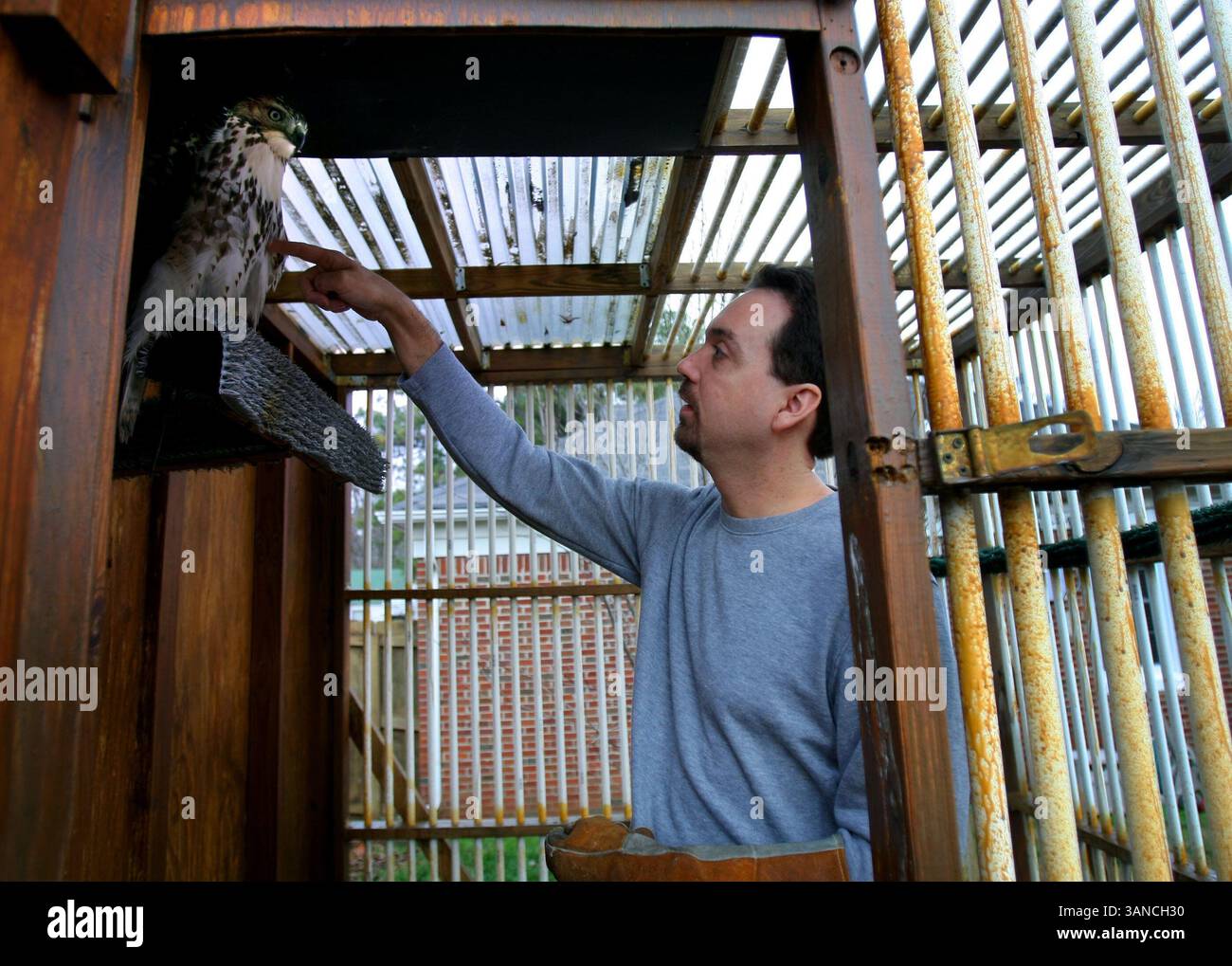 16 gennaio 2010 - Memphis, TN, Stati Uniti d'America - 14 dicembre 09 (jwhawk) foto di Jim Weber: Il maestro Falconer Mike Bodary sveglia il suo uccello, Gonzo, con una piccola coaxing lunedì mattina. A Bodary non piace usare il termine "caccia" quando si riferisce al suo sport, considera il falconare più simile al "bird watching interattivo". Cattura i suoi falchi dalla natura selvaggia con una trappola "bat chatri", un antico dispositivo di origine indiana orientale che cattura i piedi di un raptor con i capponi. (Immagine di credito: © The Commercial Appeal/ZUMApress.com) Foto Stock