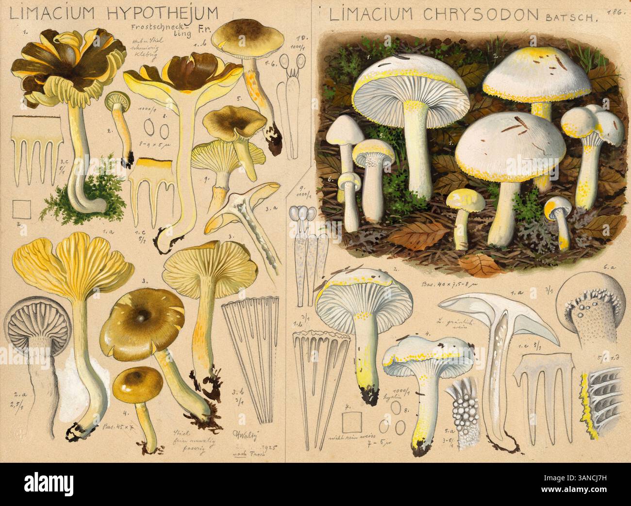 Pilz, Pilze, Frostschneckling, Gelbblättriger Schneckling, Limacium pudorinum und Limacium chrysodon, Goldzahnschneckling, authentische Reproduktion e Foto Stock