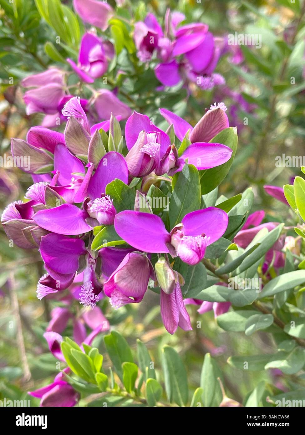 Fiori rosa primaverili con foglie verdi per le strade della città, Italia. Stagioni e natura. Sfondo per la progettazione. Foto Stock