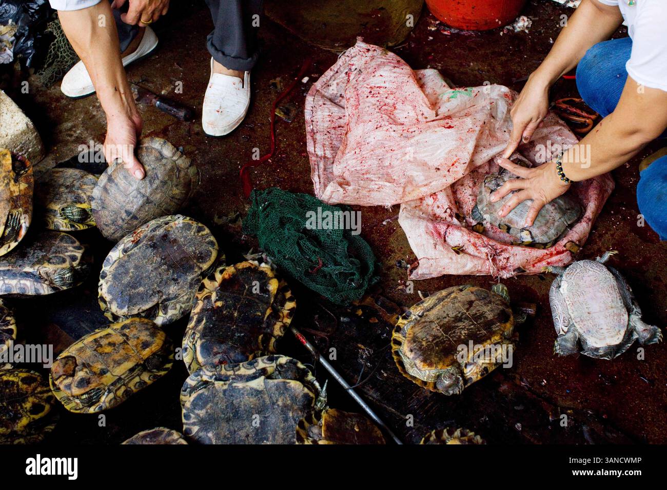 3 ottobre 2009 - Guangzhou, Guandong, Cina - Una varietà di tartarughe viene macellata per la carne e gli organi interni al mercato di Qingping. Nella medicina tradizionale cinese si ritiene che la tartaruga possa conferire saggezza, salute e longevità. 2.000 anni di questa pratica hanno lasciato molte tartarughe asiatiche sull'orlo dell'estinzione. La medicina tradizionale cinese (TCM) è un sistema sanitario che tratta i pazienti con rimedi vegetali, animali e minerali. Con oltre 2.000 anni, TCM ha acquisito una lista di oltre 1.500 animali, molti dei quali sono in pericolo. (Immagine di credito: © Alex Thomas/ZUMA Press) Foto Stock