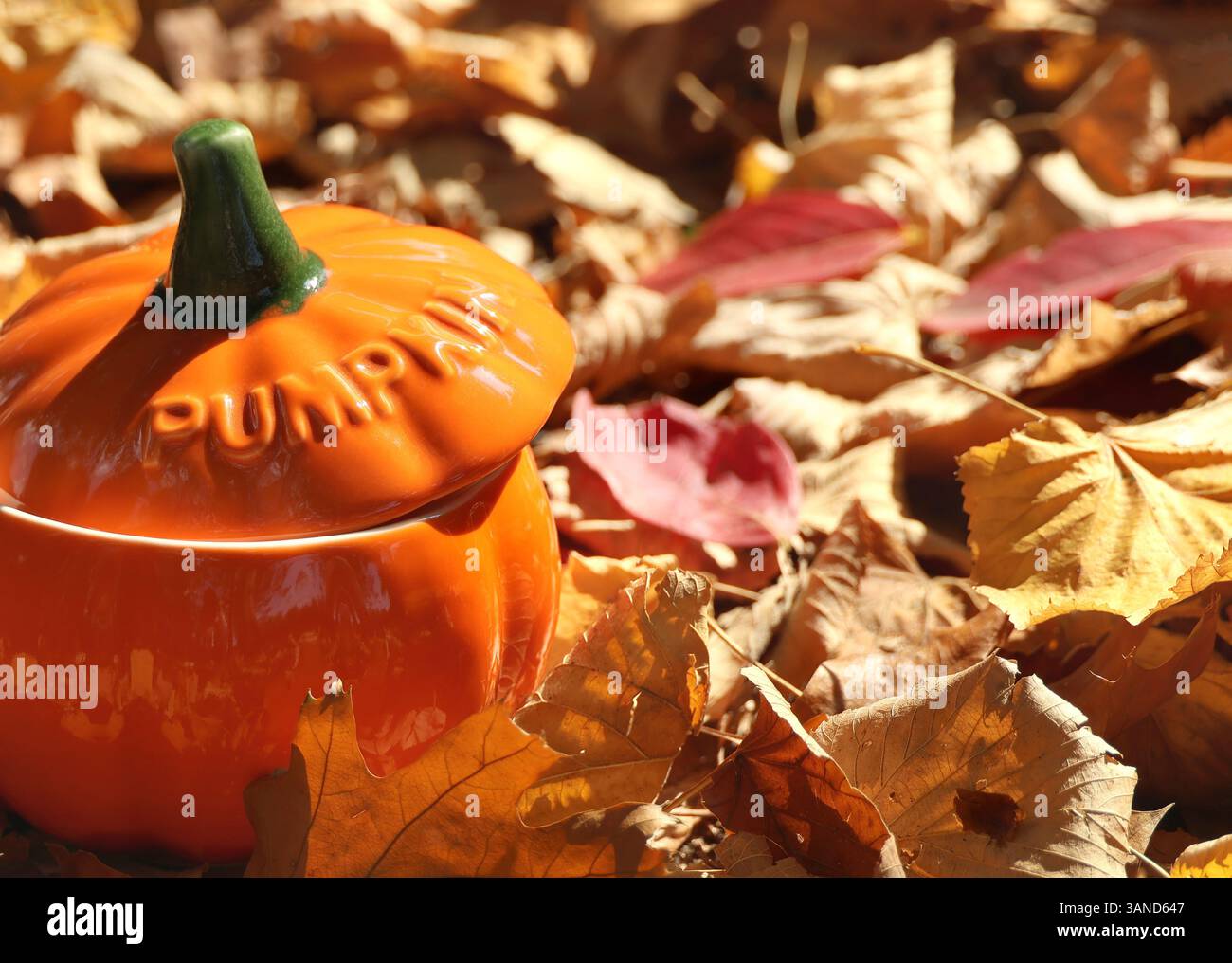 Una zuppa a forma di zucca tra le foglie cadute in autunno. Foto Stock
