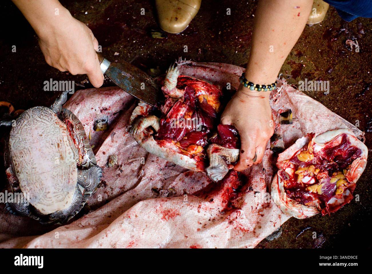 3 ottobre 2009 - Guangzhou, Guandong, Cina - i coltivatori di tartarughe rimuovono gli organi dalle tartarughe vive al mercato di Qingping. Nella medicina tradizionale cinese si ritiene che la tartaruga possa conferire saggezza, salute e longevità. 2.000 anni di questa pratica hanno lasciato molte tartarughe asiatiche sull'orlo dell'estinzione. L'appetito della Cina per la fauna selvatica in via di estinzione e la pratica di 2.000 anni della medicina tradizionale cinese sono il principale catalizzatore dietro il terzo più grande commercio illecito del mondo. La medicina tradizionale cinese (TCM) è un sistema sanitario che tratta i pazienti con rimedi vegetali, animali e minerali. Con oltre 2, Foto Stock