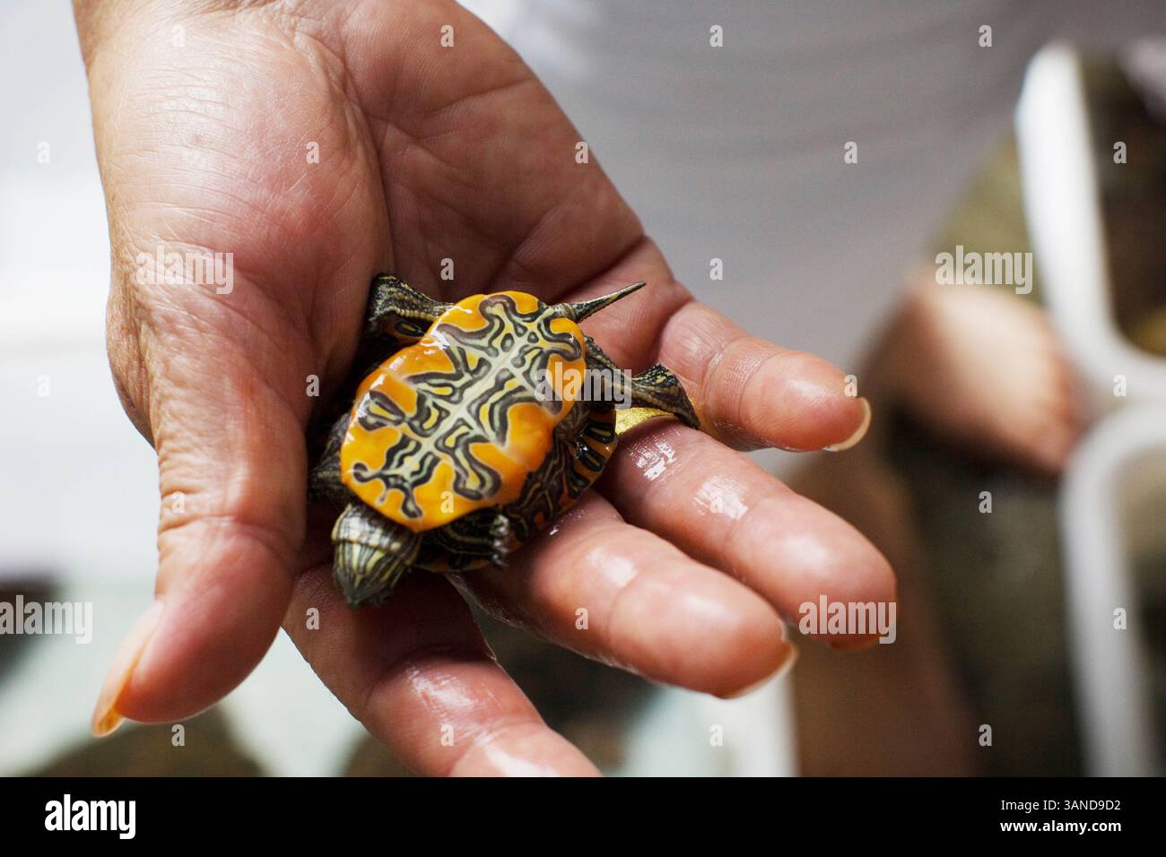 24 ottobre 2009 - Guangzhou, Guandong, Cina - il cliente ispeziona la tartaruga dipinta occidentale in via di estinzione al mercato di Qingping. Allevare illegalmente tartarughe minacciate per ottenere un guadagno commerciale, tuttavia ci sono 600 milioni di tartarughe che occupano aziende agricole in tutta la Cina. Nella medicina tradizionale cinese si ritiene che la tartaruga possa conferire saggezza, salute e longevità. L'appetito della Cina per la fauna selvatica in via di estinzione e la pratica di 2.000 anni della medicina tradizionale cinese sono il principale catalizzatore dietro il terzo più grande commercio illecito del mondo. La medicina tradizionale cinese (TCM) è un sistema sanitario che tratta i pati Foto Stock