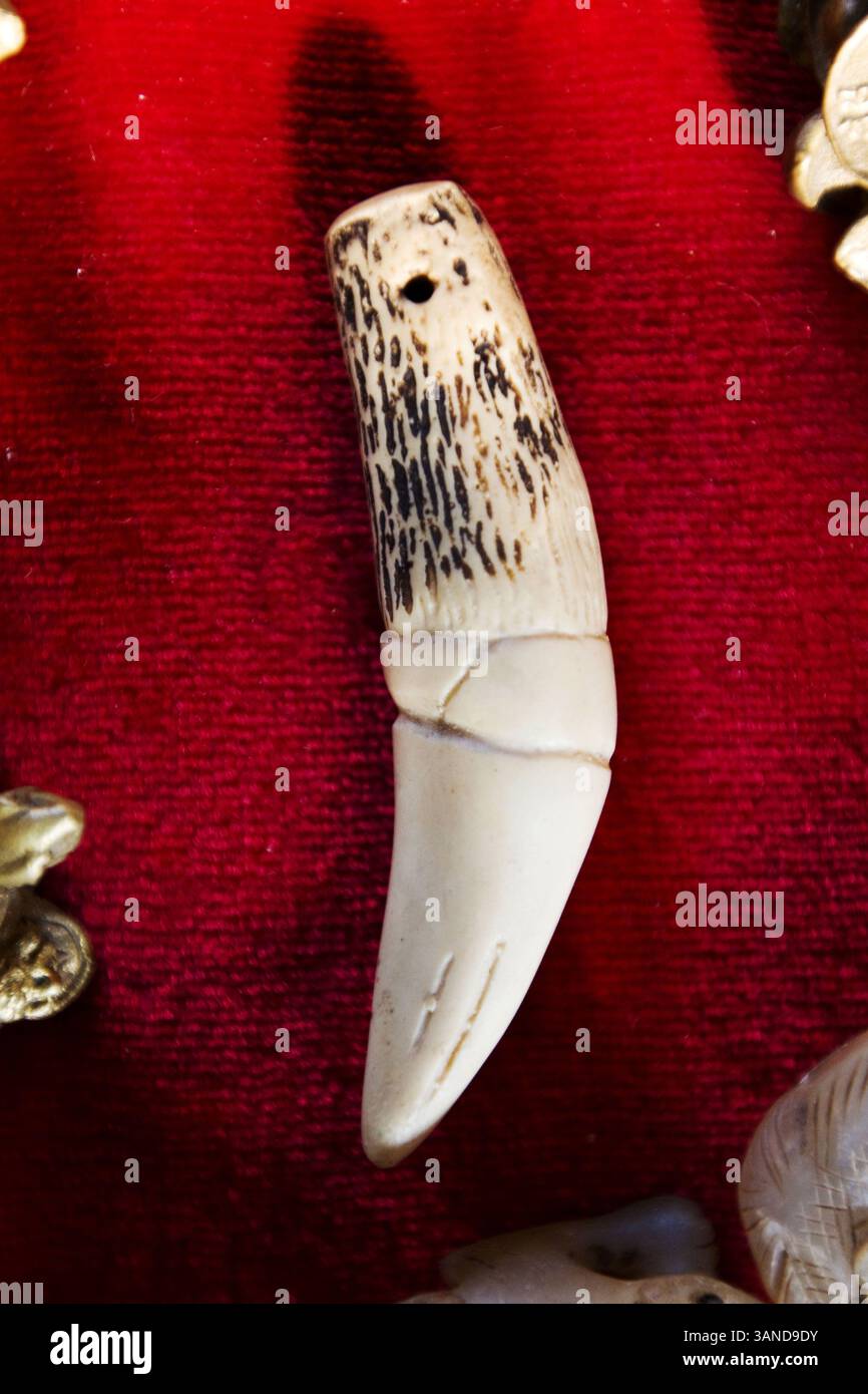 4 ottobre 2009 - Guangzhou, Guandong, Cina - dente Tiger da 1.000 USD in vendita al mercato di Qingping. La popolazione globale delle tigri è stata ridotta del 95% a causa della caccia e del bracconaggio per le parti del corpo, che sono utilizzate nella medicina tradizionale cinese. Ci sono solo circa 3.200 tigri rimaste sul pianeta. L'appetito della Cina per la fauna selvatica in via di estinzione e la pratica di 2.000 anni della medicina tradizionale cinese sono il principale catalizzatore dietro il terzo più grande commercio illecito del mondo. La medicina tradizionale cinese (TCM) è un sistema sanitario che tratta i pazienti con piante, animali e minerali Foto Stock