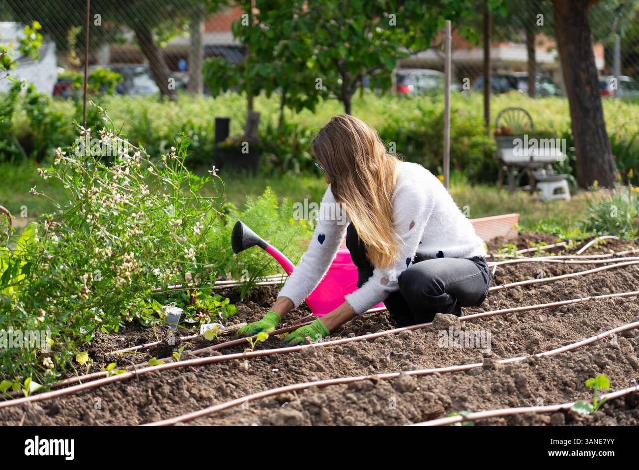 Giardiniere che si prende cura delle piante in un giardino della comunità, utilizzando un sistema di irrigazione a goccia per innaffiare in modo efficiente Foto Stock Giardiniere che si prende cura delle piante in un giardino della comunità, utilizzando un sistema di irrigazione a goccia per innaffiare in modo efficiente Foto Stock