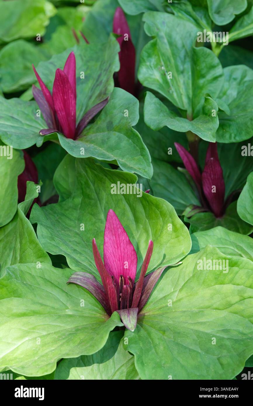 American Wood Lily, Trillium chloropetalum, Giant wake up Robin, common trillium, Vertical Maroon-Red Flowers (brachts) in primavera Foto Stock