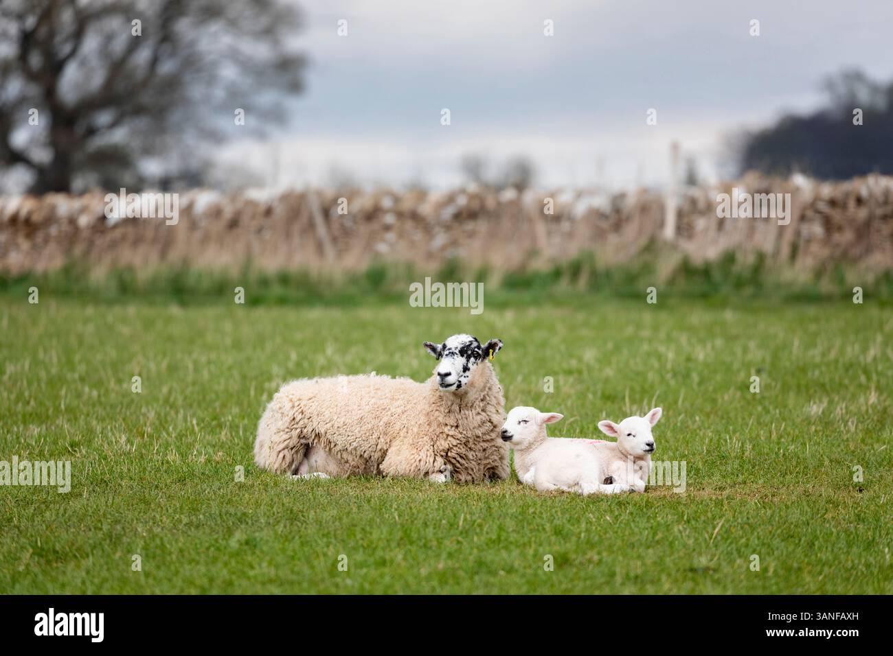 Pecora e due agnelli in campo in primavera, Cotswolds, Gloucestershire, Inghilterra, Regno Unito, Europa Foto Stock
