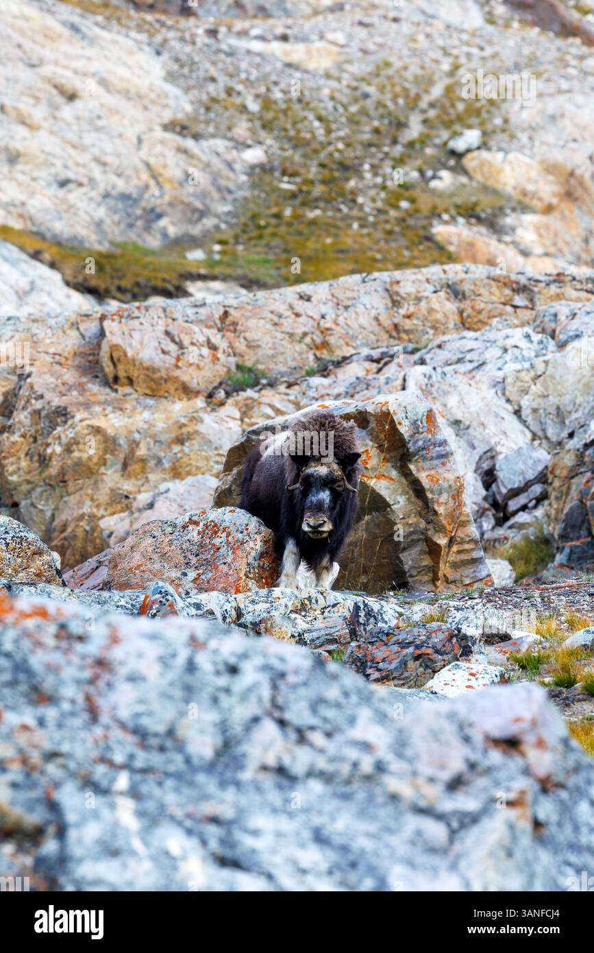 Musk bue, Ovibos moschatus, nella tundra di montagna del Geologfjord, nel Parco Nazionale della Groenlandia nord-orientale. Un erbivoro che si nutre dell'erba, del muschio Foto Stock
