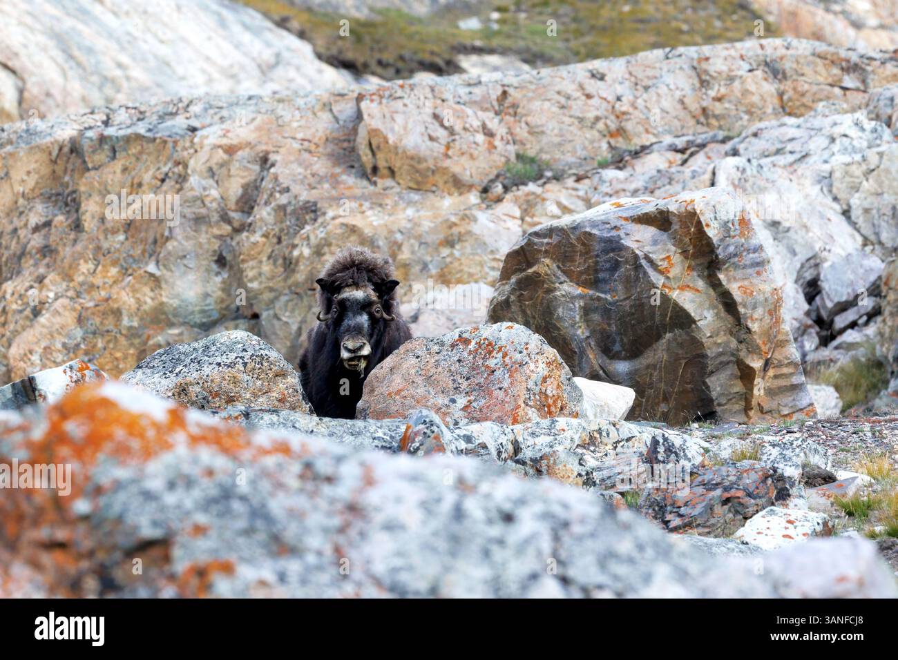 Musk bue, Ovibos moschatus, nella tundra di montagna del Geologfjord, nel Parco Nazionale della Groenlandia nord-orientale. Un erbivoro che si nutre dell'erba, del muschio Foto Stock