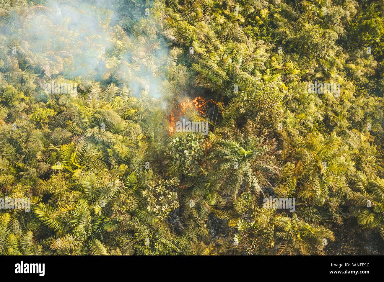 Vista aerea della foresta con fuoco e fumo nella zona rurale occidentale della Sierra Leone. Foto Stock