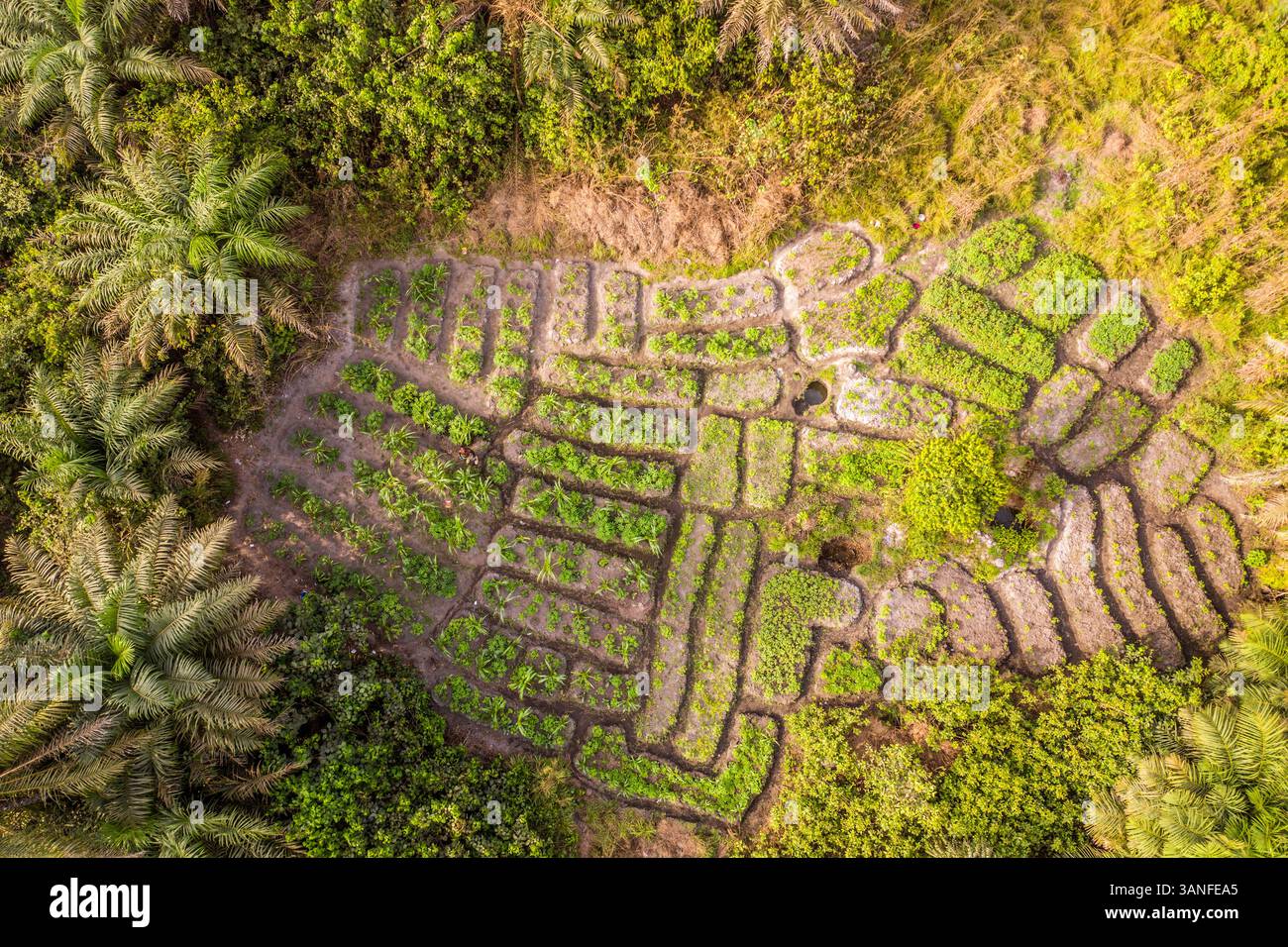 Vista aerea della piantagione di forme geometriche in una foresta nella zona occidentale, Sierra Leone. Foto Stock