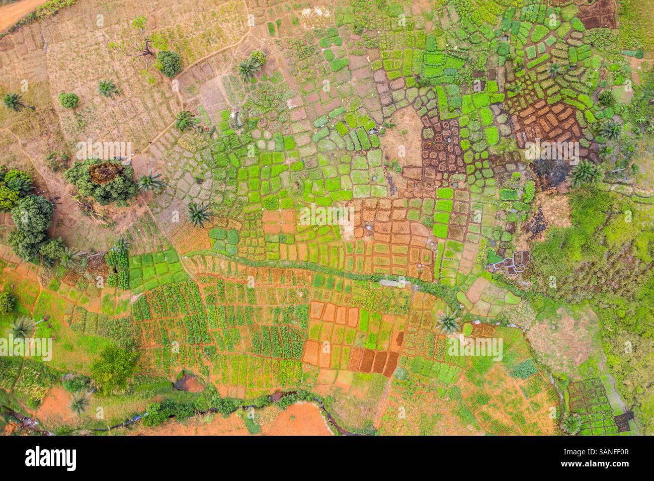 Vista aerea della piantagione di forme geometriche in una foresta nella zona occidentale, Sierra Leone. Foto Stock