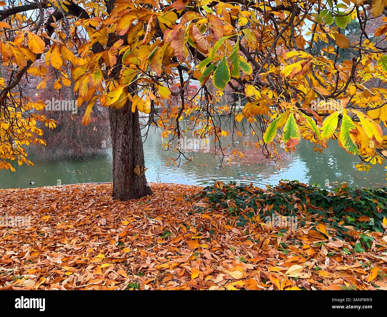 Paesaggio autunnale. Parco El Retiro, Madrid, Spagna. - Immagine stock catturata con smartphone