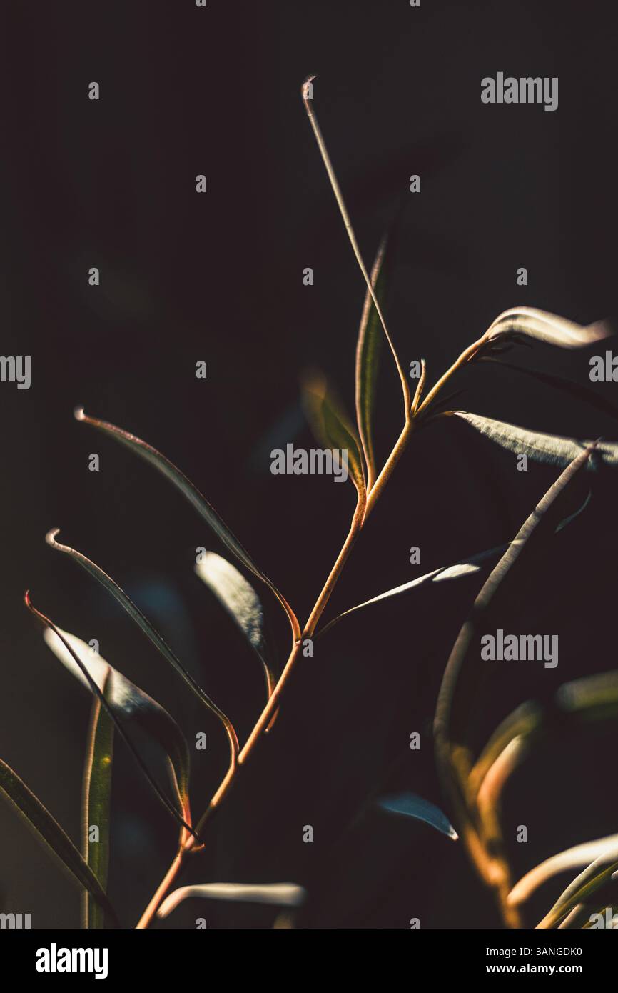 Sfondo astratto minimo per la presentazione di un prodotto cosmetico. foglie su sfondo verde. Foto Stock