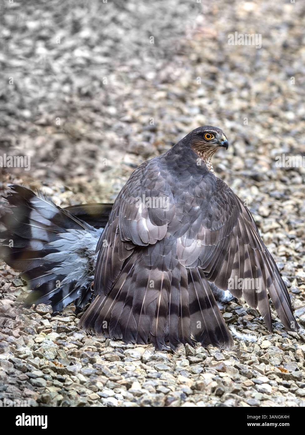 Falco selvatico / falco che cattura e uccide un piccione della città - Bruxelles, Belgio. Foto Stock