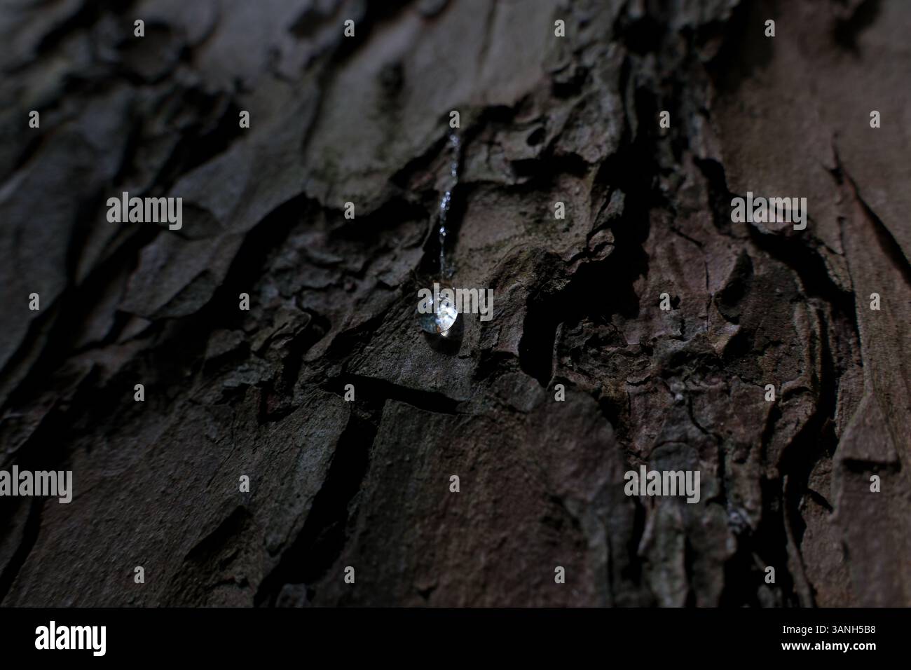 Goccia di resina sulla corteccia di un vecchio albero nella foresta. Foto macro di corteccia di alberi con la resina sopra Foto Stock
