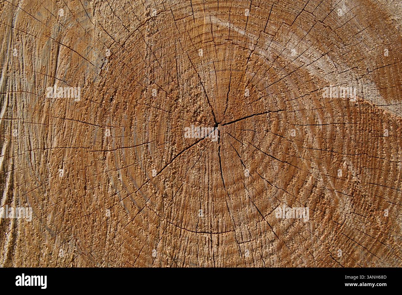 Vecchia struttura in legno. Sfondo in legno. Struttura in legno con anelli annuali. Primo piano di un tronco di albero tagliato Foto Stock