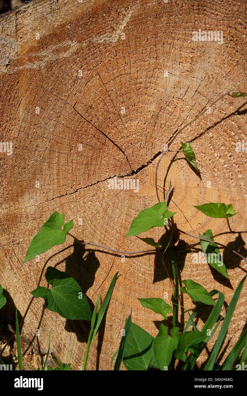 Vecchia struttura in legno. Sfondo in legno. Struttura in legno con anelli annuali. Primo piano di un tronco di albero tagliato Foto Stock
