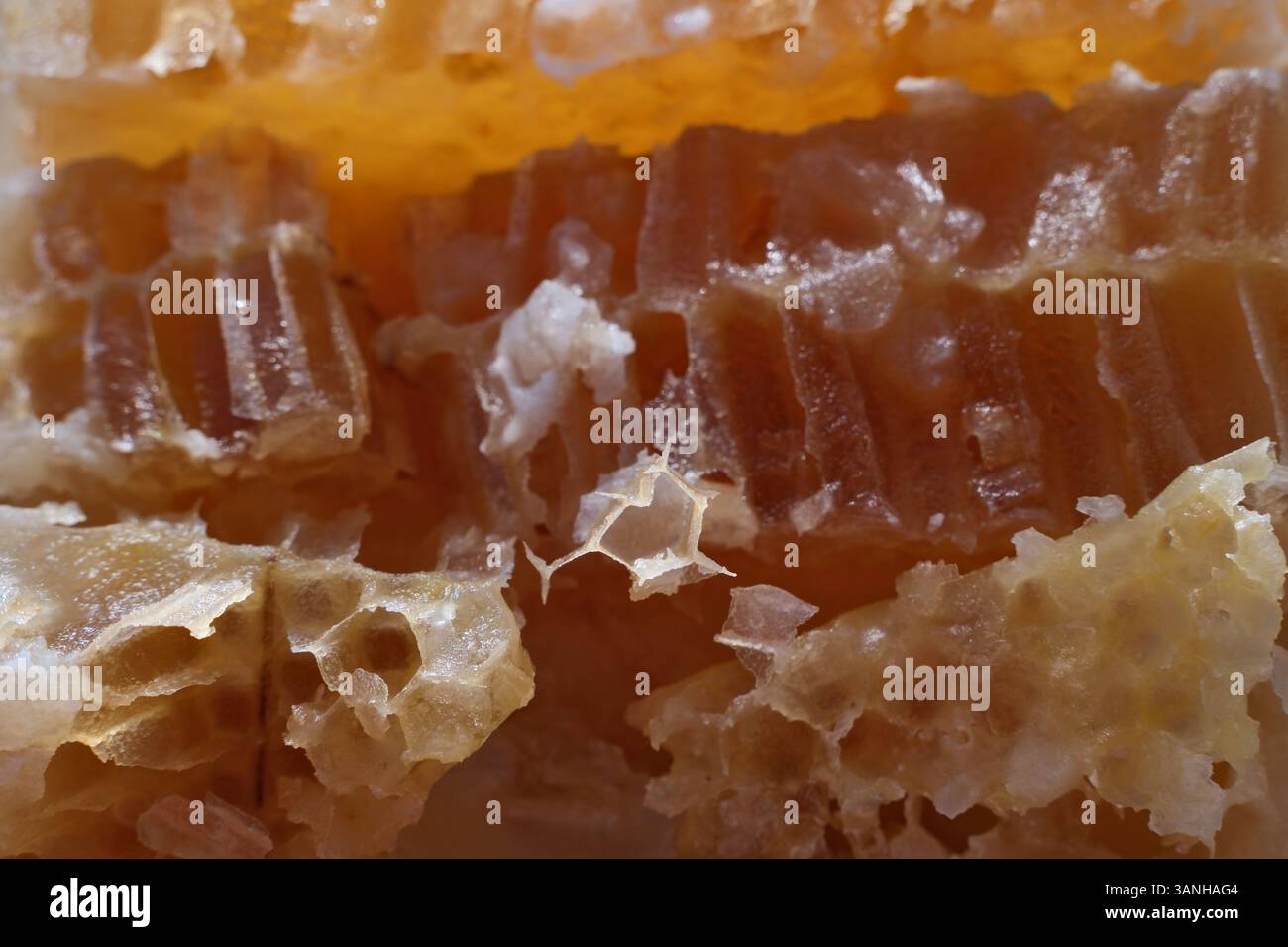 Favi da miele con miele. Vista ravvicinata dei dolci favi a nido d'ape, macro Foto Stock