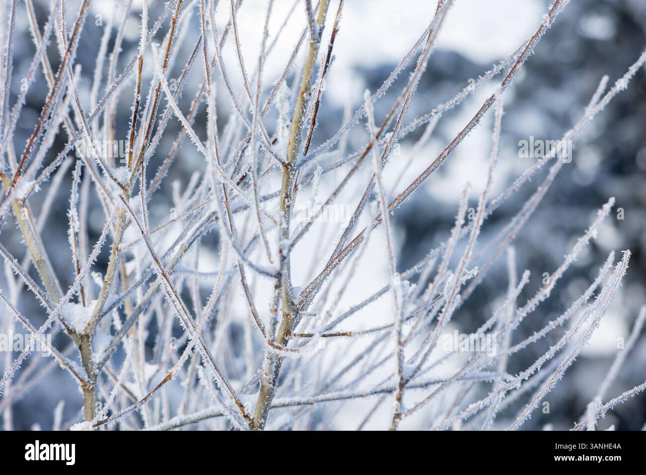 dettagli su arbusti ghiacciati in montagna Foto Stock