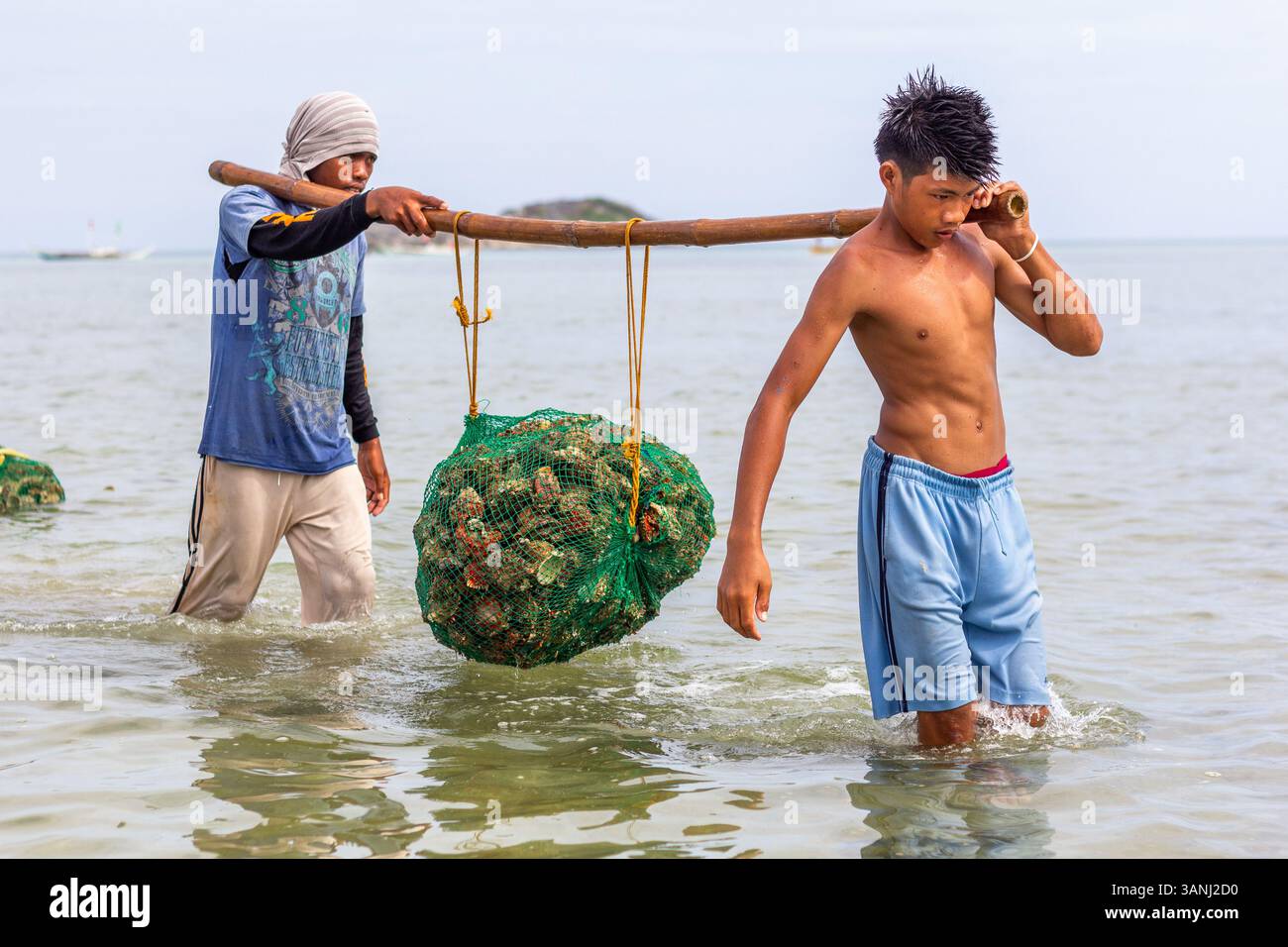 Pescatori filippini che trasportano conchiglie di capesante raccolte da barca a riva nelle isole Gigantes, Iloilo, Filippine Foto Stock