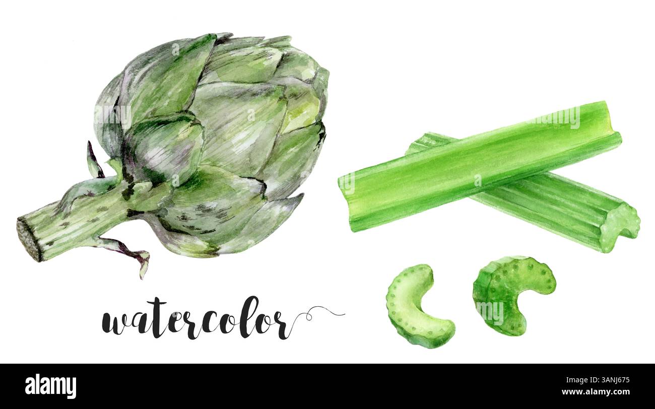Acquerello realistico Carciofo e sedano illustrazione bastoncini e fette, collezione di verdure fresche Foto Stock Acquerello realistico Carciofo e sedano illustrazione bastoncini e fette, collezione di verdure fresche Foto Stock