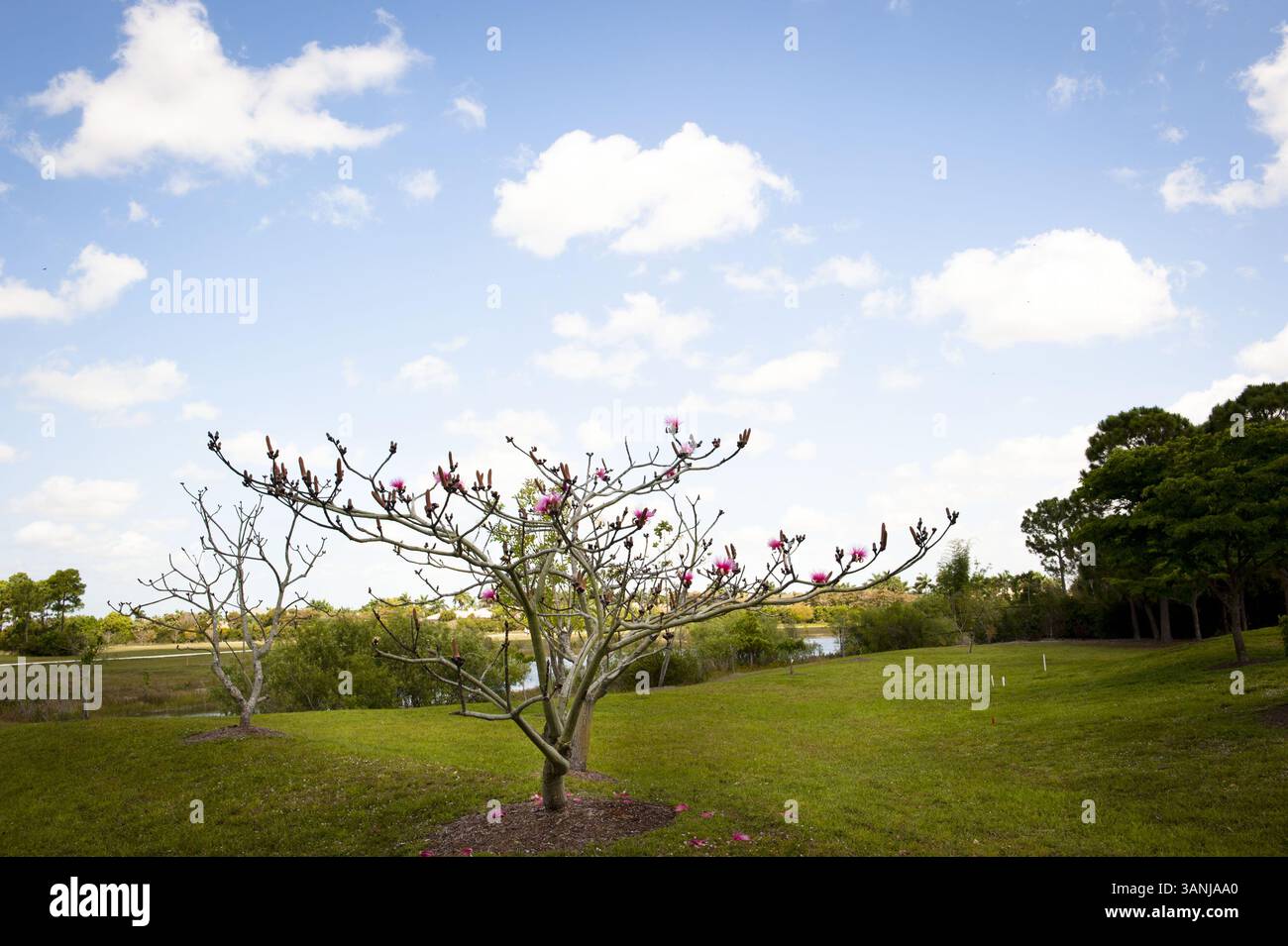 3 aprile 2011 - Delray Beach, Florida, U. S - la SOCIETÀ AMERICANA DELLE ORCHIDEE, nel suo 85° anno, si sta impegnando a fornire ai suoi membri informazioni tempestive e all'avanguardia sulle orchidee. AOS supporta la ricerca di base e applicata nelle orchidee, monitora e sostiene gli sforzi di conservazione sia qui in Nord America che in tutto il mondo. (Immagine di credito: © Michele Eve Sandberg/ZUMAPRESS.com) Foto Stock