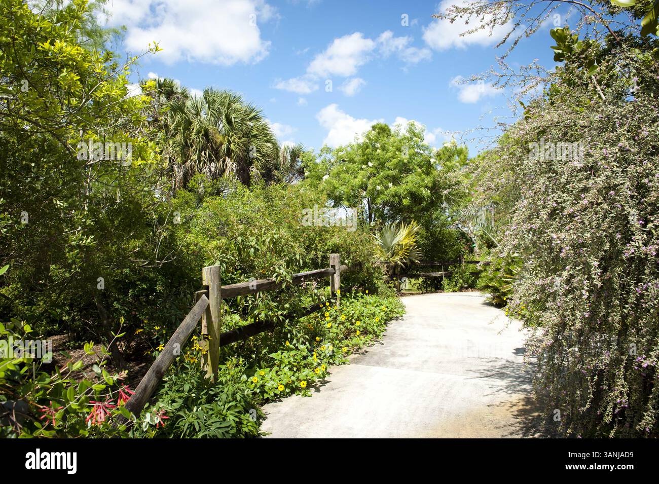 3 aprile 2011 - Delray Beach, Florida, U. S - la SOCIETÀ AMERICANA DELLE ORCHIDEE, nel suo 85° anno, si sta impegnando a fornire ai suoi membri informazioni tempestive e all'avanguardia sulle orchidee. AOS supporta la ricerca di base e applicata nelle orchidee, monitora e sostiene gli sforzi di conservazione sia qui in Nord America che in tutto il mondo. (Immagine di credito: © Michele Eve Sandberg/ZUMAPRESS.com) Foto Stock