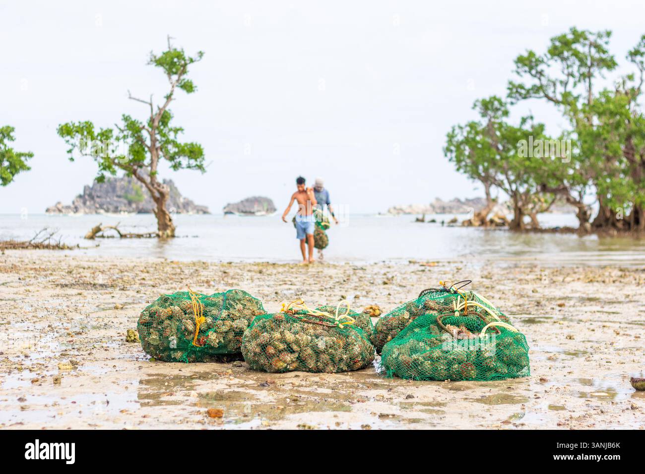 Pescatori filippini che trasportano conchiglie di capesante raccolte da barca a riva nelle isole Gigantes, Iloilo, Filippine Foto Stock