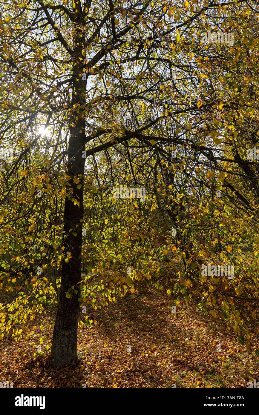 fogliame su un tiglio in autunno, un parco con tigli decidui al tramonto in autunno Foto Stock