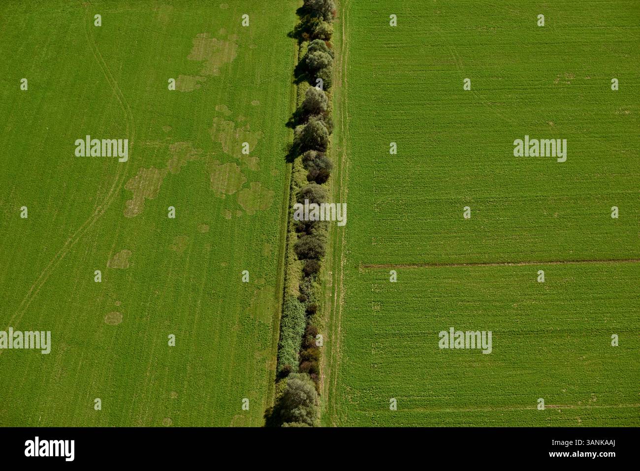 Vista aerea di campi e alberi verdi, Motovun, Istria, Croazia. Foto Stock