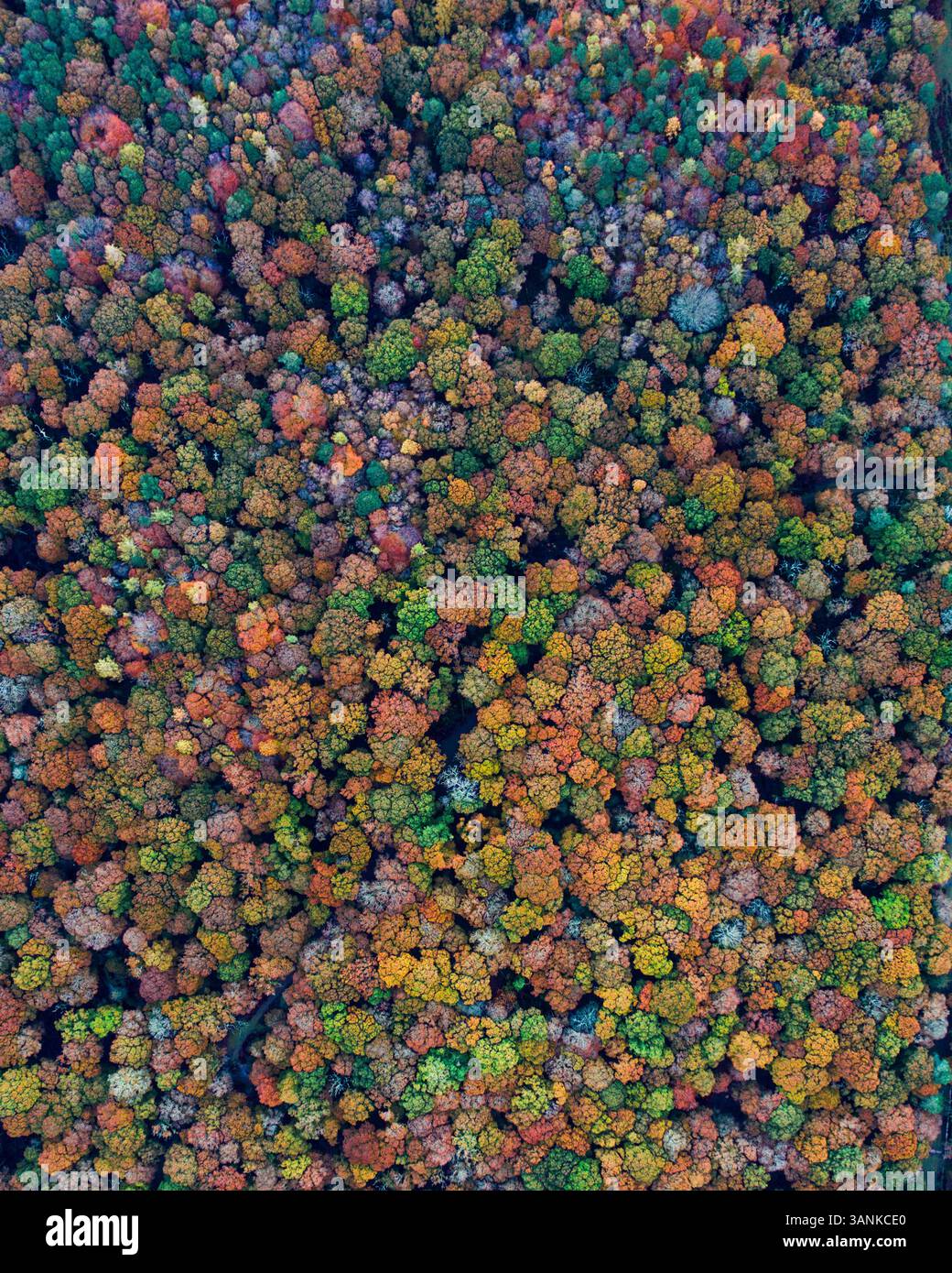 Veduta aerea della colorata foresta autunnale con fogliame vibrante e alberi fitti, Brighton, Stati Uniti. Foto Stock