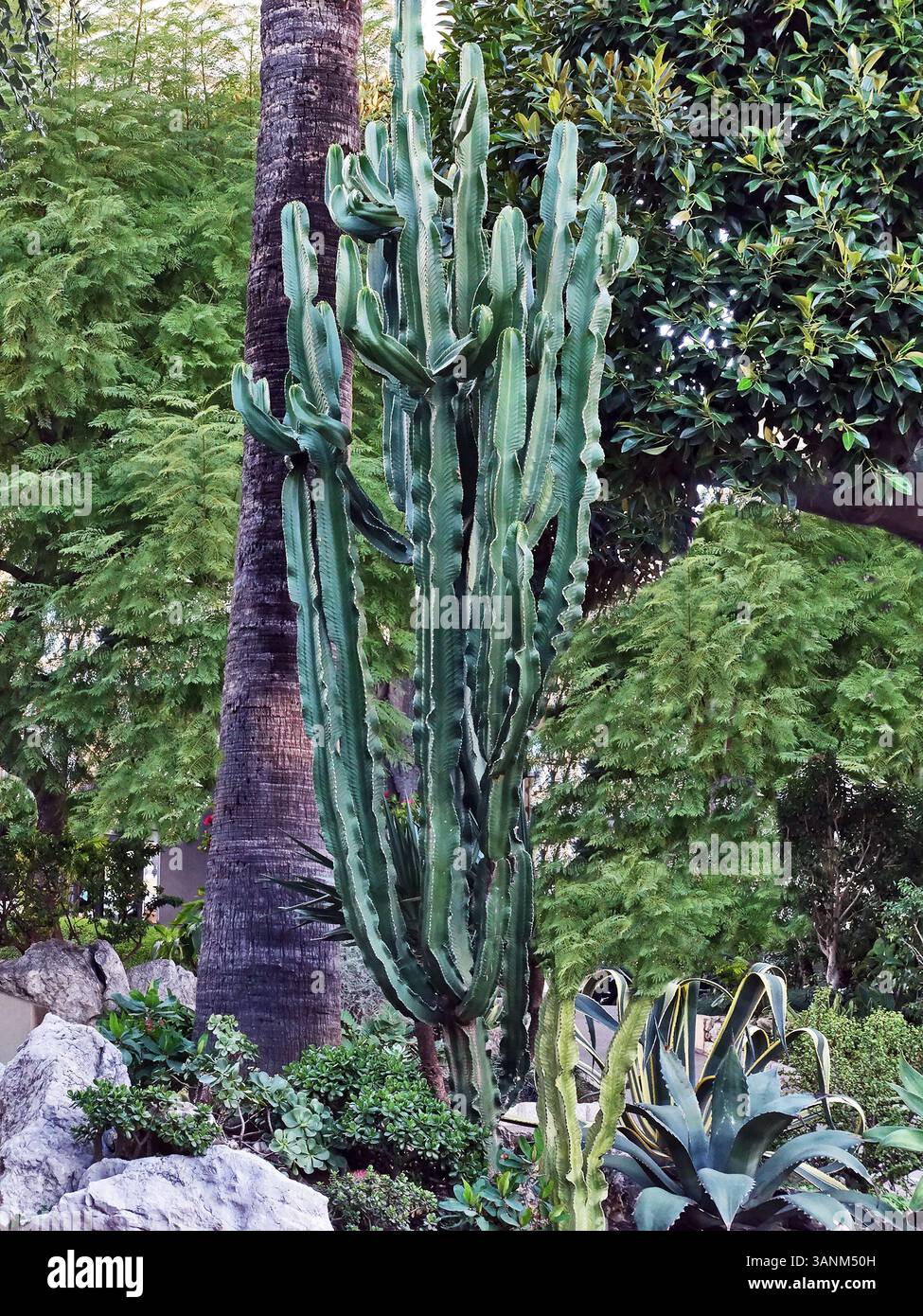 Euphorbia ingens. (albero di candelabra o naboom) Foto Stock