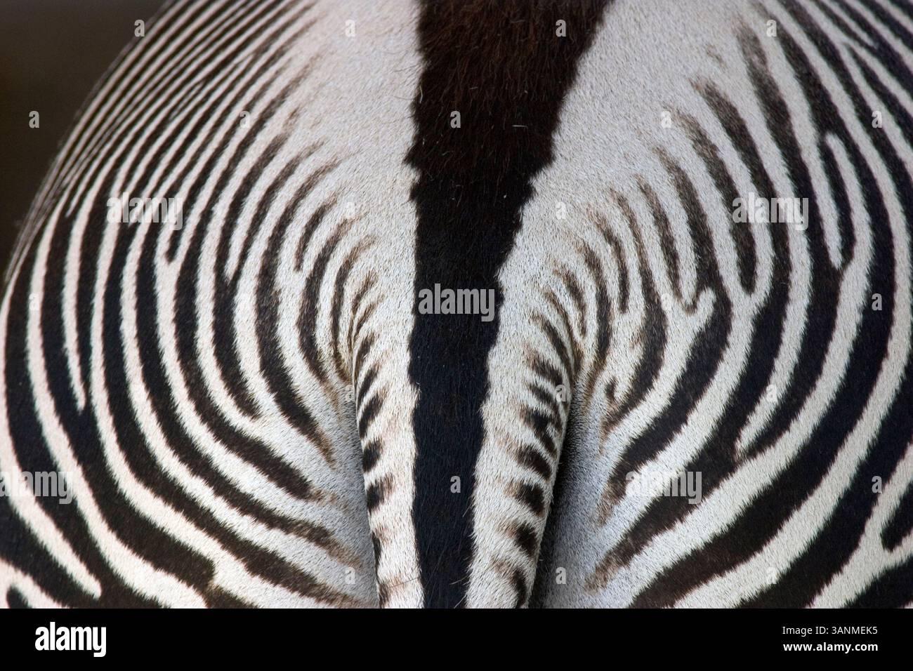 24 luglio 2005 - San Diego, CALIFORNIA, Stati Uniti - Zebre sono membri della famiglia dei cavalli originaria dell'Africa centrale e meridionale. Tutte presentano strisce verticali bianche e nere a contrasto vivo. Lo zoo di San Diego, California, è uno dei più grandi e progressivi zoo del mondo. È uno zoo privato, di proprietà e gestito dalla società Zoologica no profit di San Diego. Lo zoo pubblicizza mostre di animali di alto profilo come panda, orsi polari, tigre e gorilla nello stesso modo senza fiato che i vicini parchi divertimenti (come Disneyland) trattano le montagne russe. Utilizza i profitti da me Foto Stock