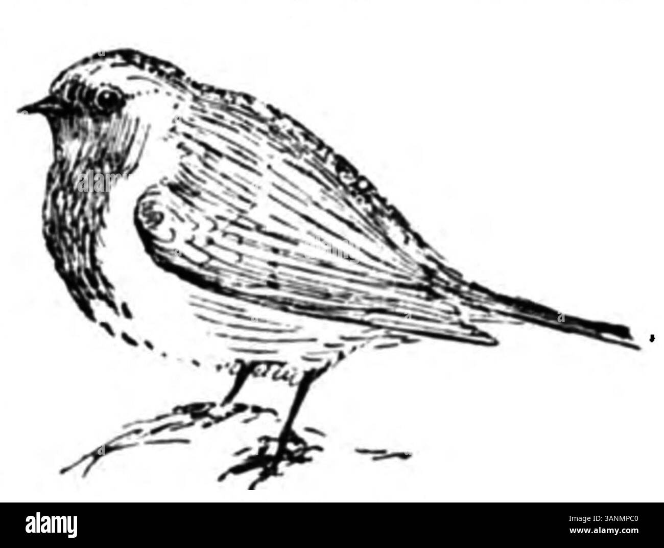 Immagine tratta da pagina 080 del 1906 di Eli Heimans 'Wandelen en Waarnemen', con un'illustrazione dettagliata della natura e dell'ambiente circostante, che riflette la passione dell'autore per l'osservazione naturale e lo studio del paesaggio. Foto Stock
