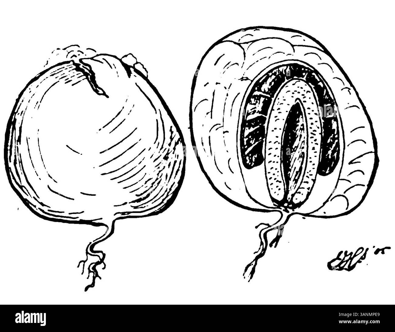Immagine delle "uova" del corno comune, raffigurate a pagina 143 del libro del 1906 "Wandelen en waarnemen" di Eli Heimans. L'illustrazione presenta le caratteristiche distintive di questa specie di funghi. Foto Stock