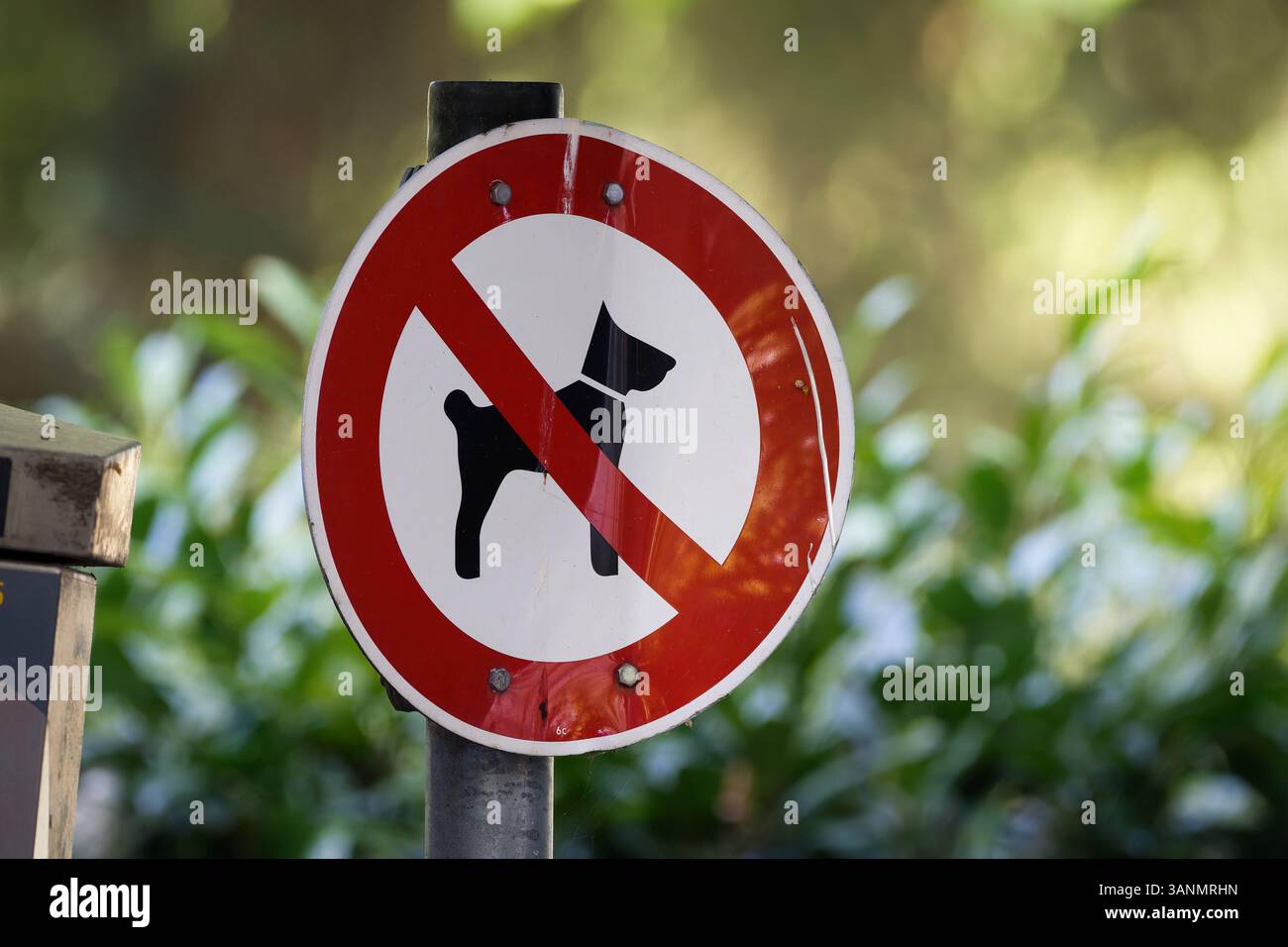 un cartello leggermente piegato che dice che non ci sono cani all'ingresso di un parco su uno sfondo verde sfocato Foto Stock
