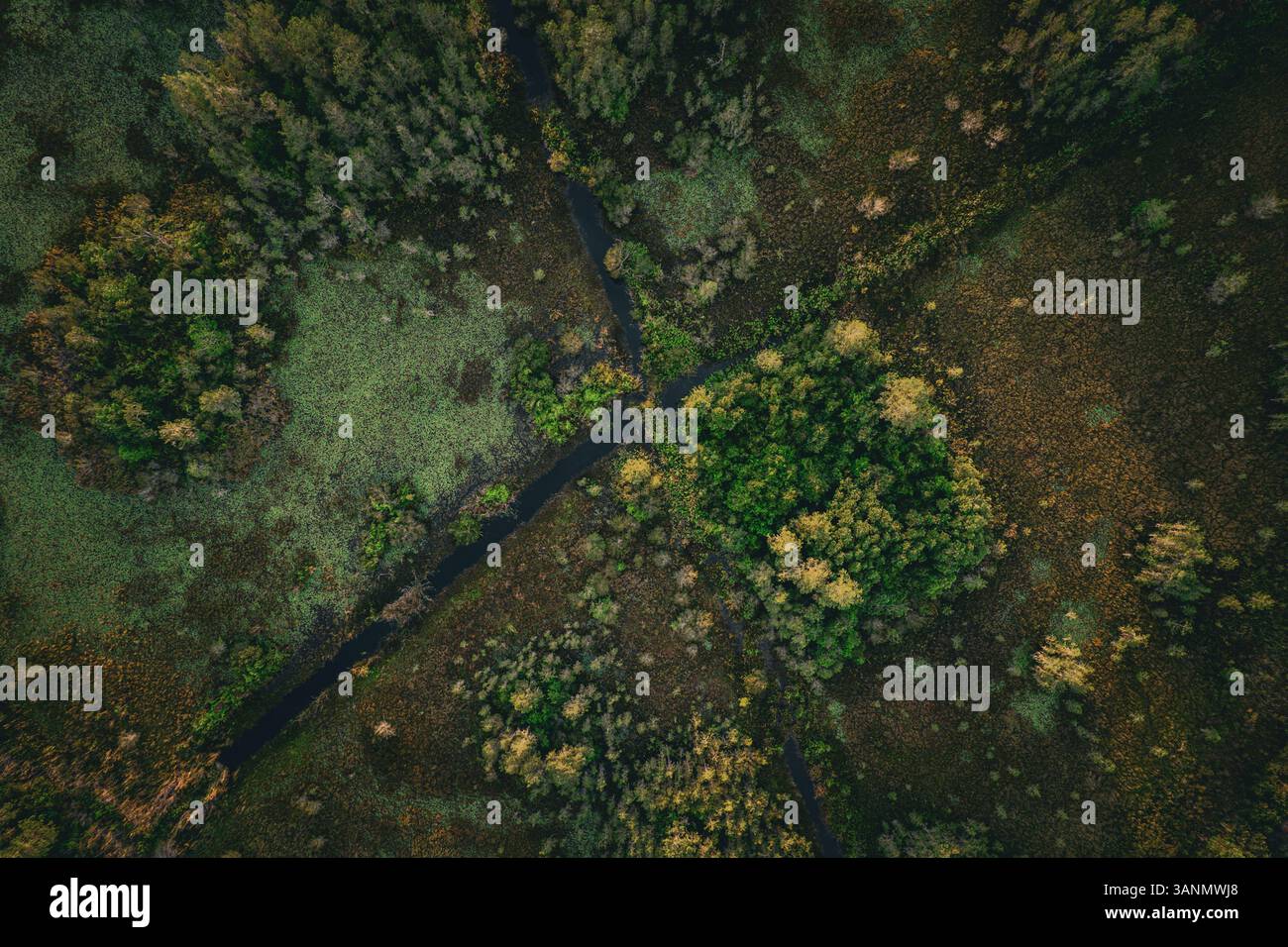 Vista aerea della lussureggiante foresta con fitte fogliame, Saint Cloud, Florida, Stati Uniti. Foto Stock