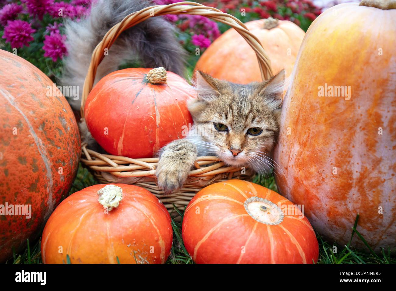 Un divertente gattino si trova in un cestino accanto a molte grandi zucche e fiori. Concetto del Ringraziamento Foto Stock